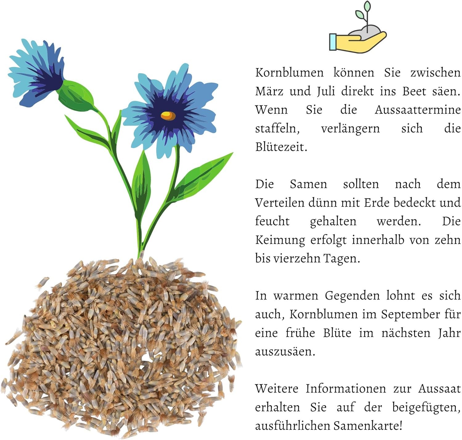 Centaurea cyanus Samen – Wunderschöne und lebendige Blüten mit langer Blütezeit für eine bunte Blumenwiese (Mischung, 1000 Samen, 80 cm)