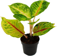 Exotenherz Aglaonema Rose Parakeet - Buntblättriger Kolbenfaden - Ausgefallene Sorten - 12Cm - Ca. 25-30Cm Hoch