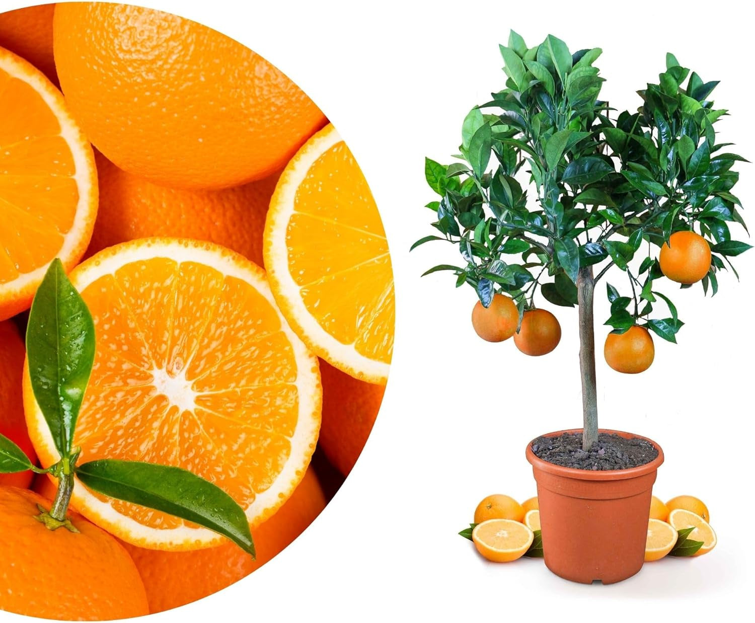 Orange von My Oranjeria – echte Orange – Zitruspflanze – Citrus sinensis – Orange – veredelte Orange für Gärtner (Mezzo [M])