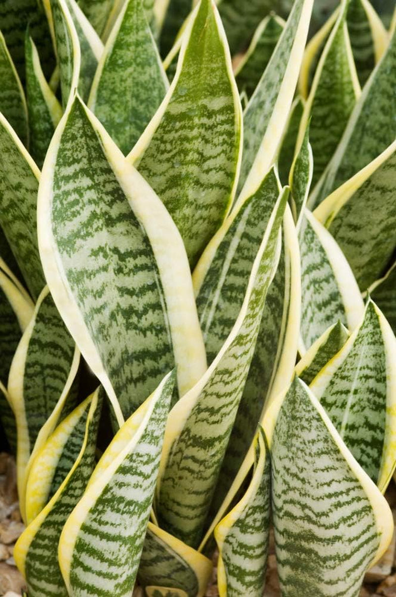 Bloomique - Sansevieria Superba - Bogenhanf - Sukkulenten - Zimmerpflanzen - Sehr Pflegeleicht - Höhe 20-30 Cm - Topf 9 Cm