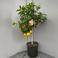 SAVINI VIVAI Grapefruitpflanze, Rosa Grapefruit-Zitrusbaum Im 20 Cm Topf, Höhe 70 Cm, 2-3 Jahre Veredelung, Hergestellt in Italien