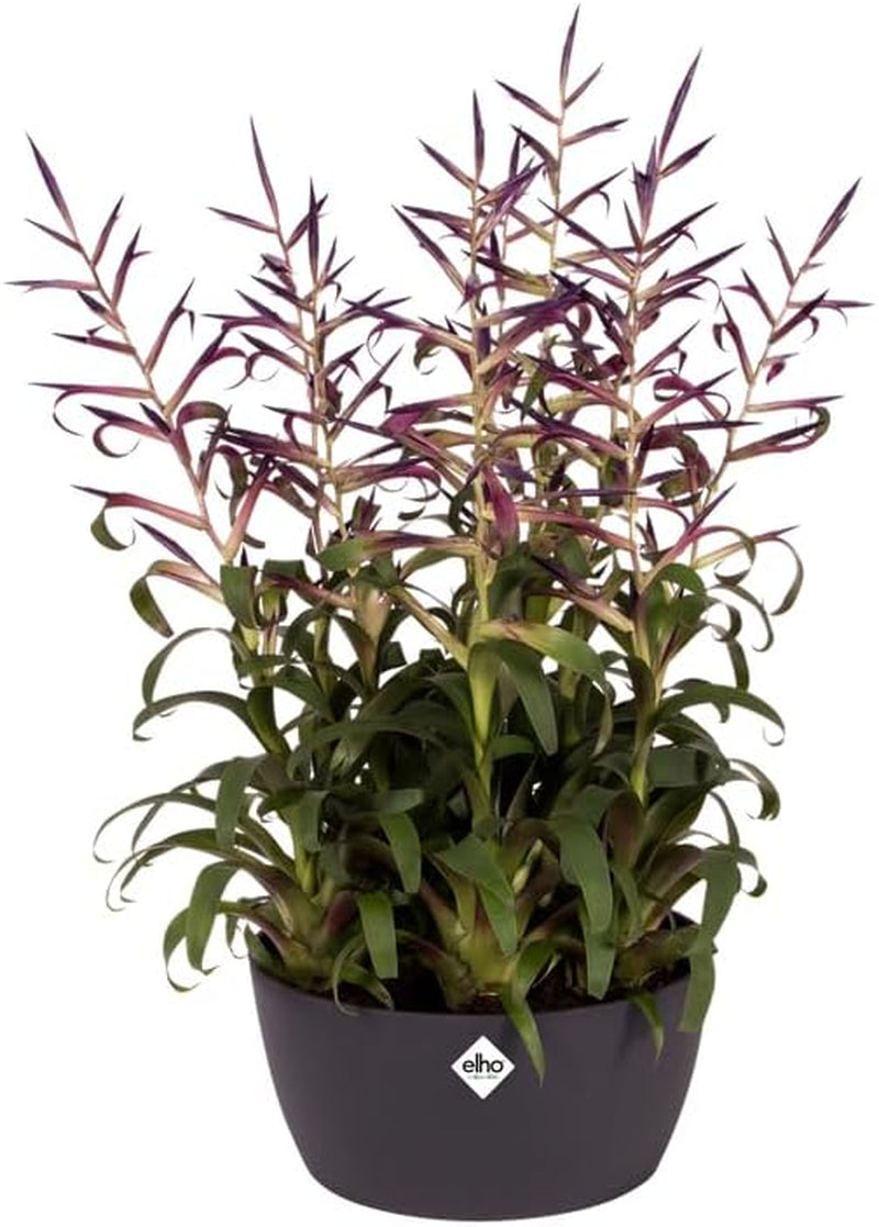 elho Brussels Bowl 23 - Ghiveci de flori de interior - Ø 22,9 x H 10,8 cm - Negru/Antracit