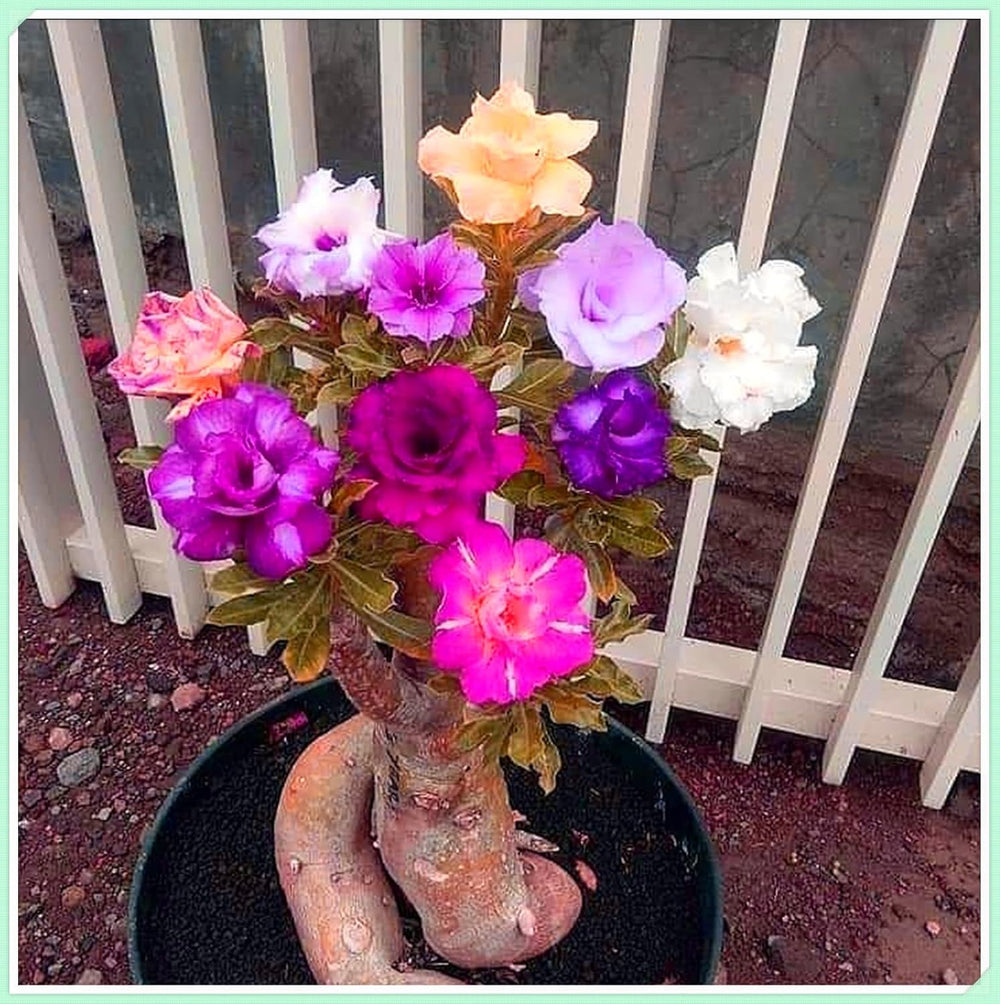 Blumenzwiebelmischung, Mystery Magic-Zwiebel, winterharte Pflanzung, winterharte mehrjährige Blumenzwiebel, winterharte Blumenzwiebeln – 3 Orchideenzwiebeln