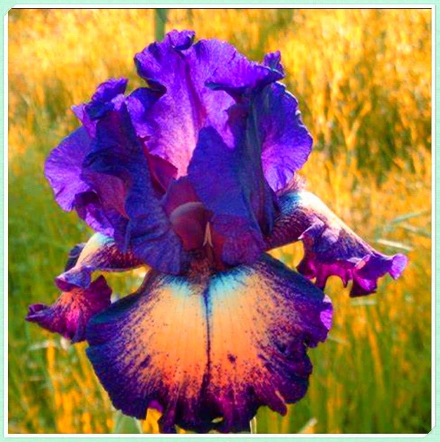 Blumenzwiebelmischung, Mystery Magic-Zwiebel, winterharte Pflanzung, winterharte mehrjährige Blumenzwiebel, winterharte Blumenzwiebeln – 3 Orchideenzwiebeln
