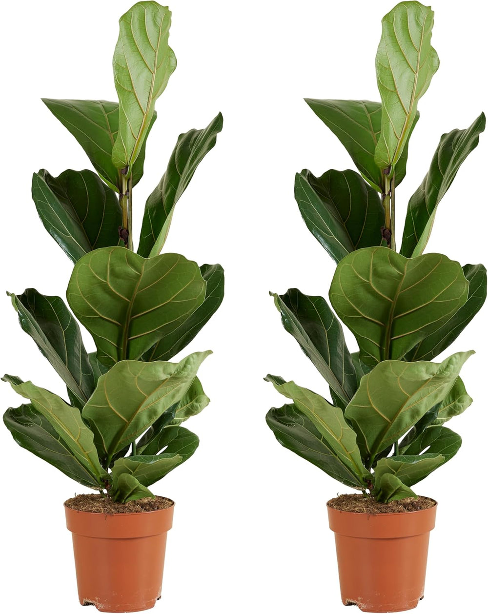 Bloomique - 2Er Set - Ficus Lyrata - Geigenfeige - Zimmerpflanzen Groß - Pflegeleicht - Luftreinigend - Höhe 60-70 Cm - Topf 17 Cm