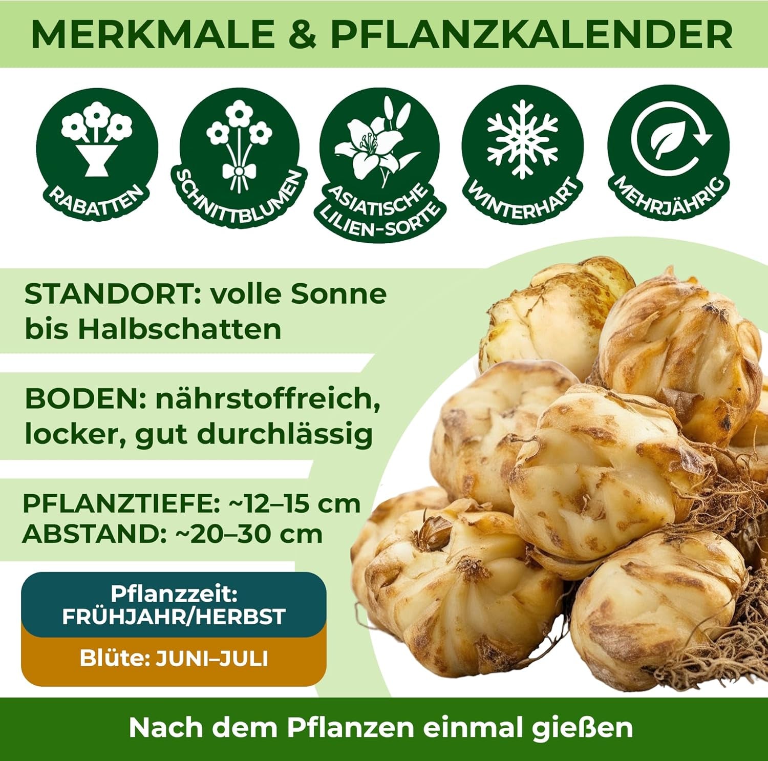 Winterharte mehrjährige Lilienzwiebeln – Orientalische Lotusmischung – 10 Zwiebeln – Exklusive niederländische Blumenzwiebeln – Für Garten und Töpfe (große kernlose Zwiebeln, nicht künstlich)