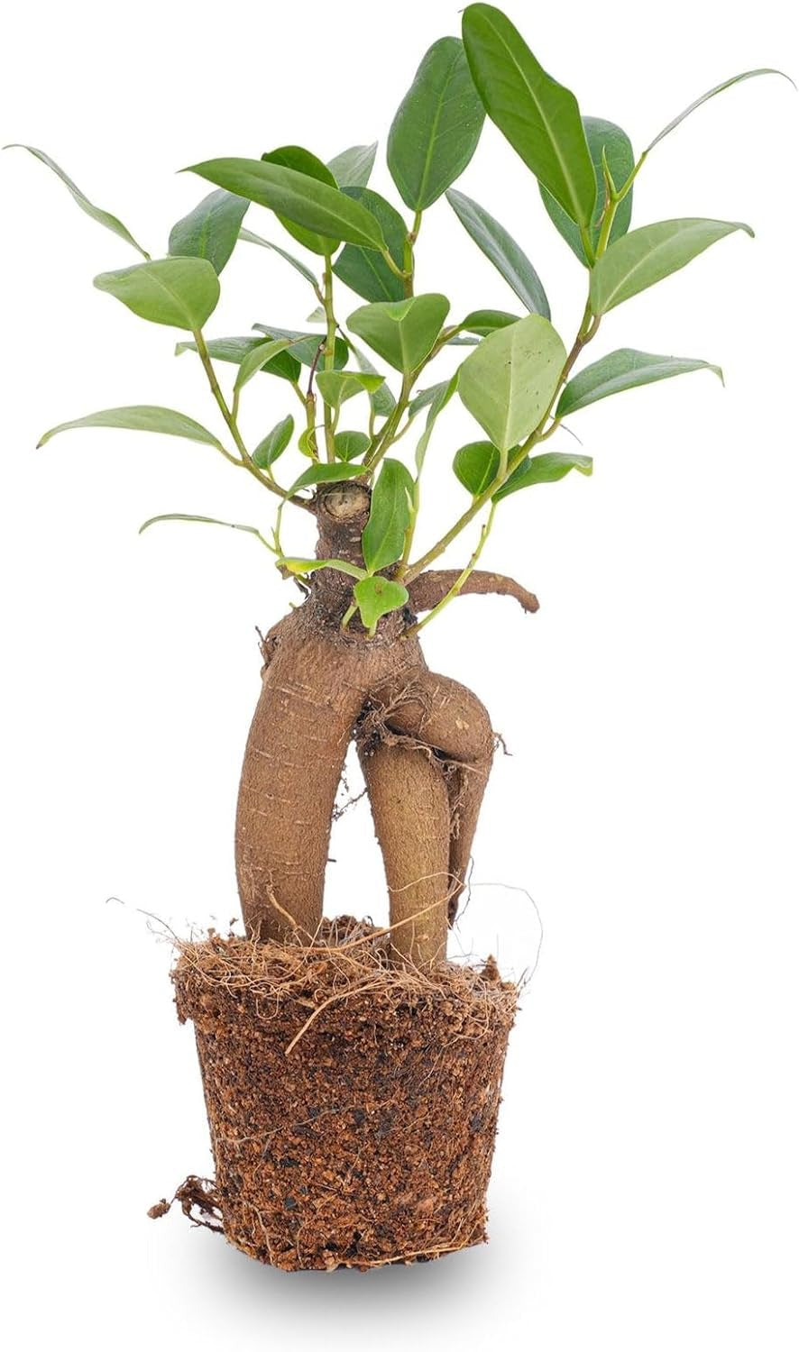 Urbanjngl.Com - Ficus Ginseng Bonsai - Microcarpa - ↑15 Cm - Ø 6 Cm