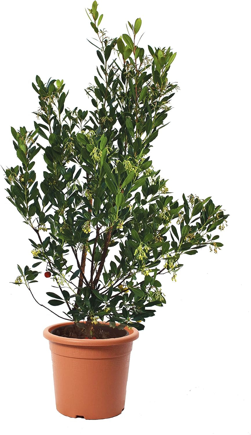 KENTIS - Erdbeeren (Arbutus unedo) – Winterharte Pflanzen für den Garten – Immergrüne, echte Pflanze – Höhe 80-100 cm, Topf Ø 24 cm