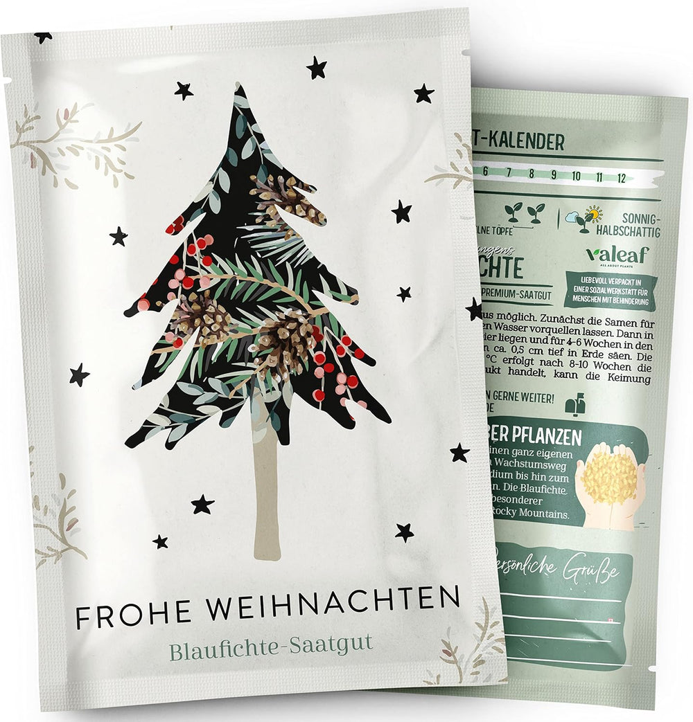 Weihnachtsbaum 2030 – Nordmann Weihnachtsbaumsamen zum Pflanzen eines Weihnachtsbaumes, ideal als Wichtelgeschenk zu Weihnachten
