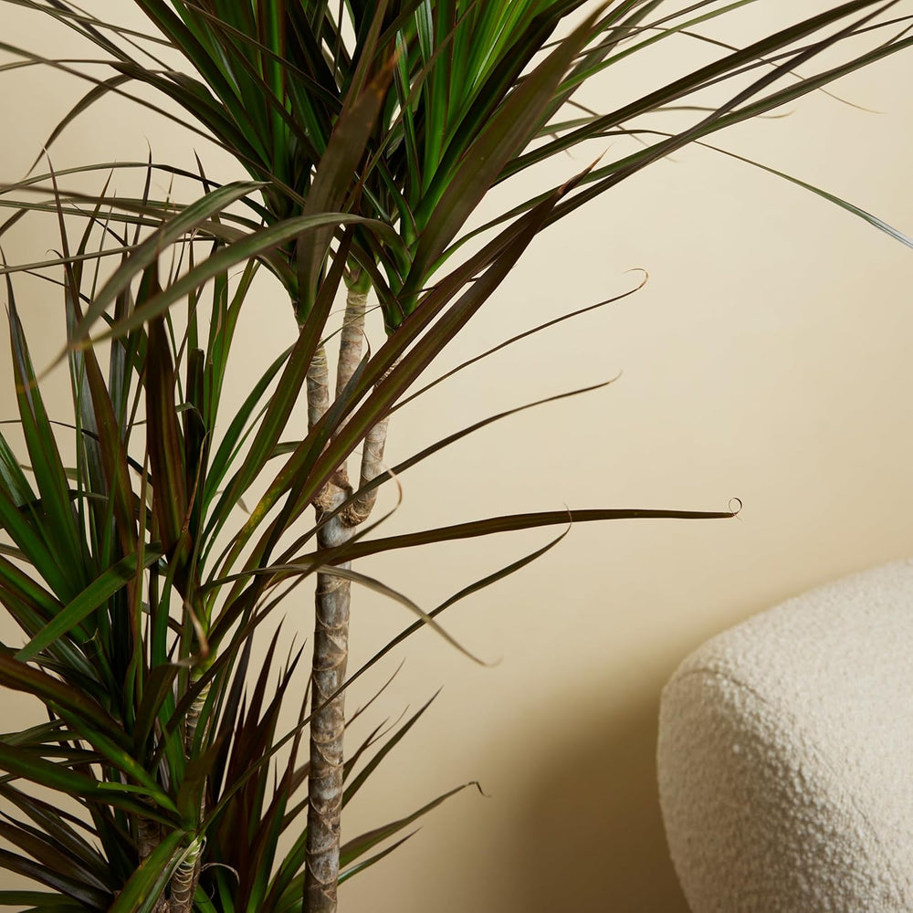 Bloomique - Dracaena Marginata - Drachenbaum - Zimmerpflanzen Groß - Pflegeleicht - Luftreinigend - Höhe 90-110 Cm - Topf 21 Cm
