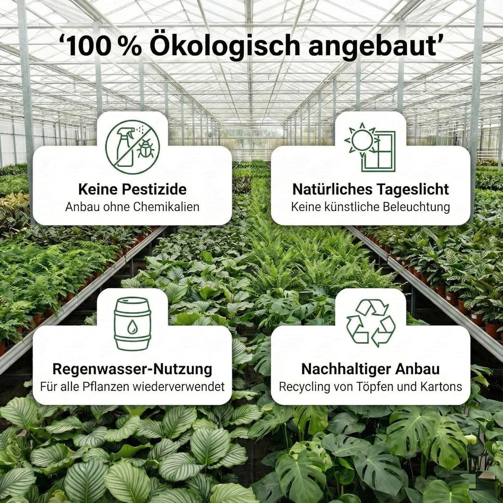 Luftreinigende Pflanzen – 6Er Set Echte Zimmerpflanzen Mit Seegras Töpfen – Tierfreundliche Und Pflegeleichte Grünpflanzen – Ideal Für Wenig Licht – Ø 12 Cm ↥ 40 Cm