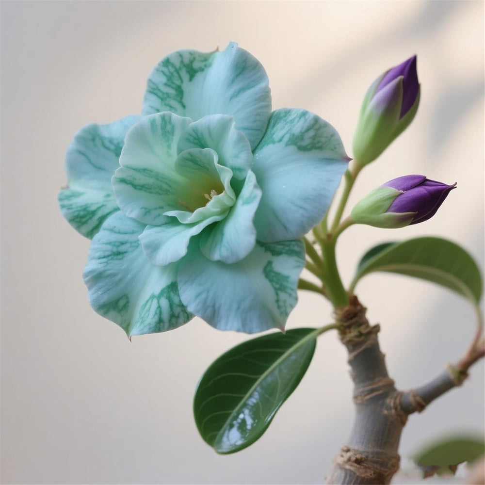 Winterhart pflanzen, Lebende Pflanzen,Mehrjährige Blumenzwiebel ist winterhart, Mysteriöse magische Glühbirne, Blumenzwiebel Mix，3 Jahre-1 Wüstenrose knollen -G