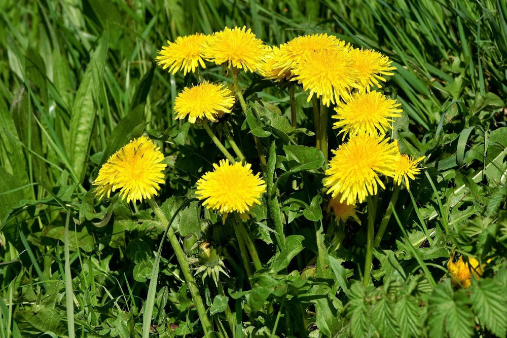 SAFLAX - BIO - Löwenzahn - 400 Samen - Taraxacum officinale