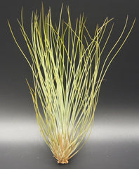 Tillandsien, Tillandsia Festucoides, Bromeliengewächs