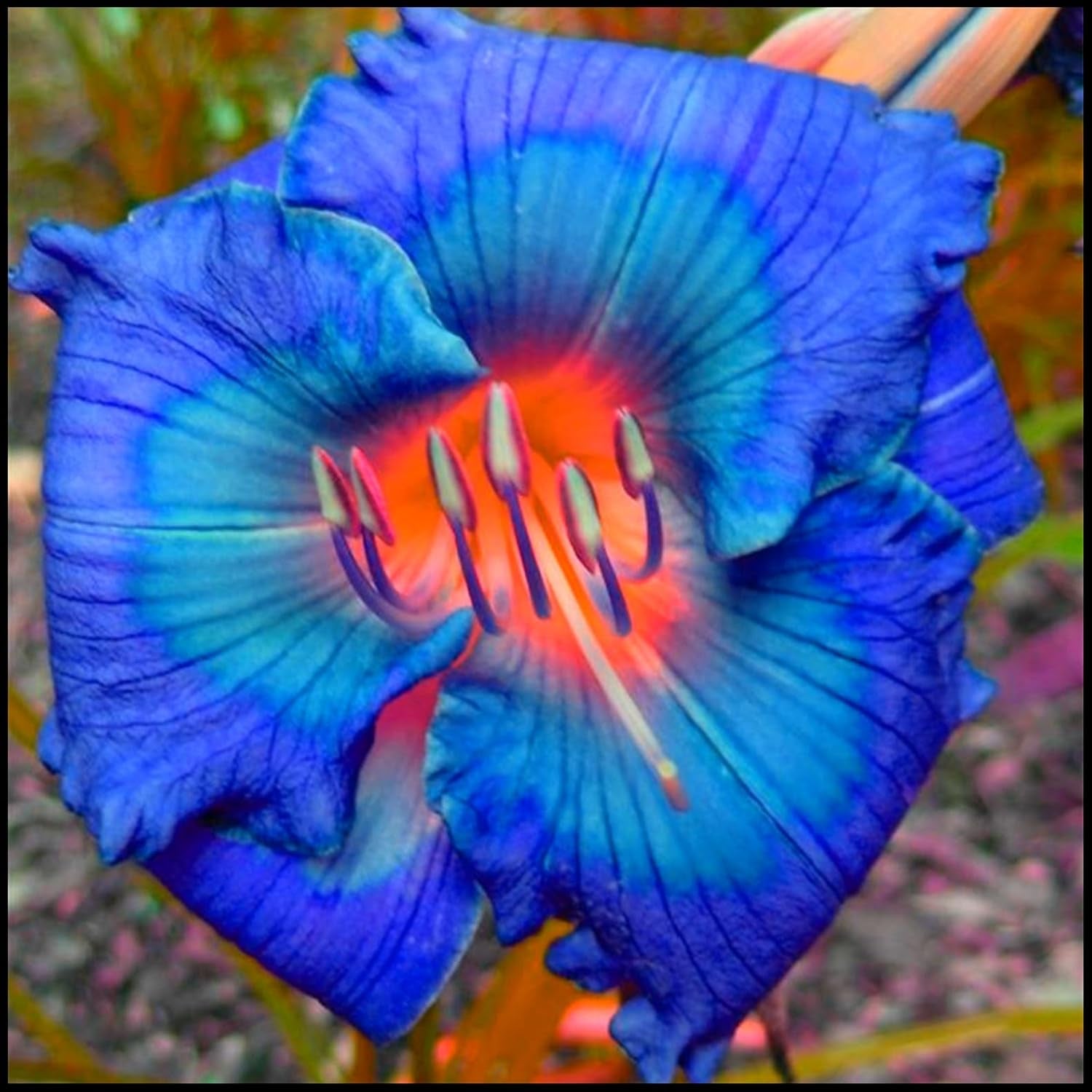 Blumenzwiebelmischung, Mystery Magic-Zwiebel, winterharte Pflanzung, winterharte mehrjährige Blumenzwiebel, winterharte Blumenzwiebeln – 3 Orchideenzwiebeln