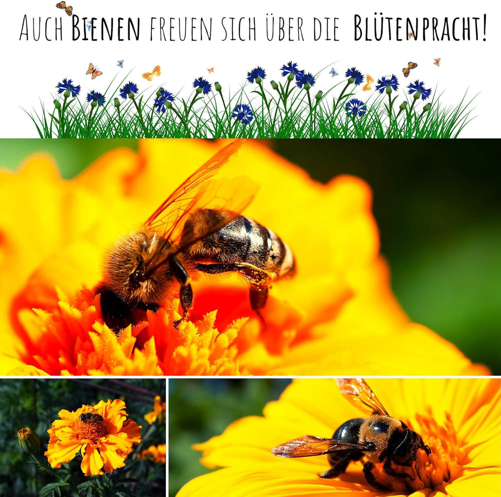 Ringelblumensamen (Calendula officinalis) – Vielseitige Heilpflanze mit essbaren Blüten und ideal für eine bunte Blumenwiese (Abendrot)