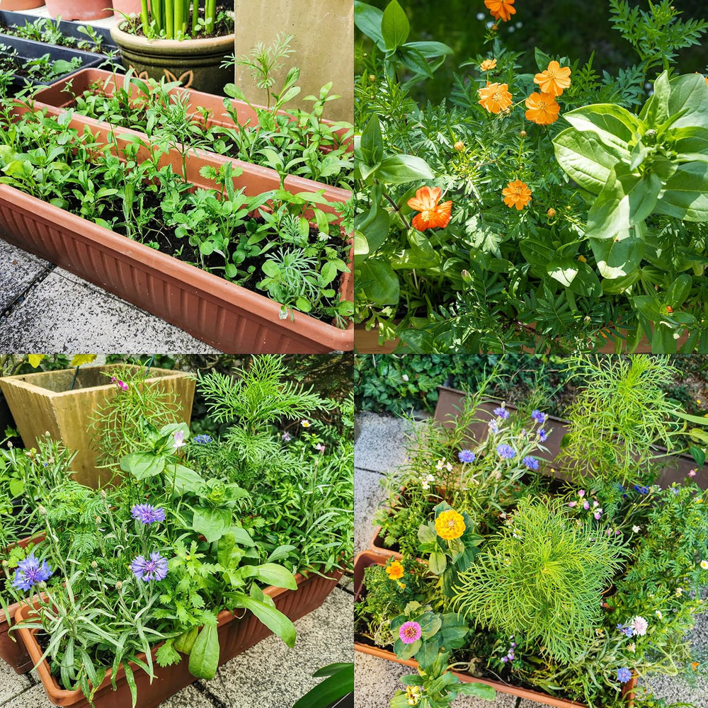 Bunte Balkonblumenmischung – 2 Premium-Balkonblumen-Samenmatten, einfach zu züchtende Sommerblumen und Wildblumensamen von OwnGrown Insect Friendly Annual Seeds