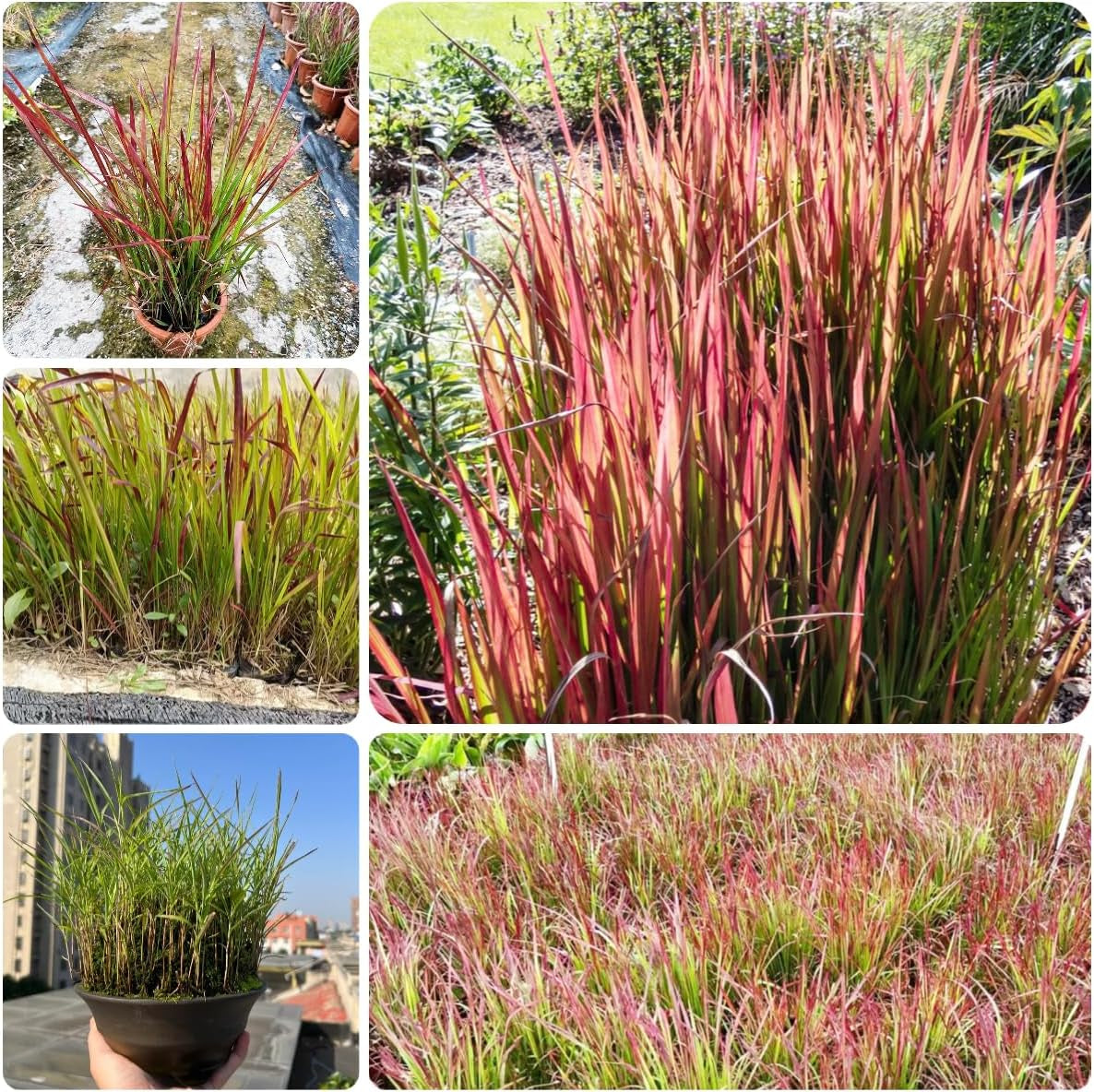 Japanisches Blutgra - Red Baron Nachhaltige Geschenke Imperata Cylindric Grünpflanzen Zimmerpflanzen Sträucher Für Den Garten Winterharte Ziergräser Für Kübel 200Samen