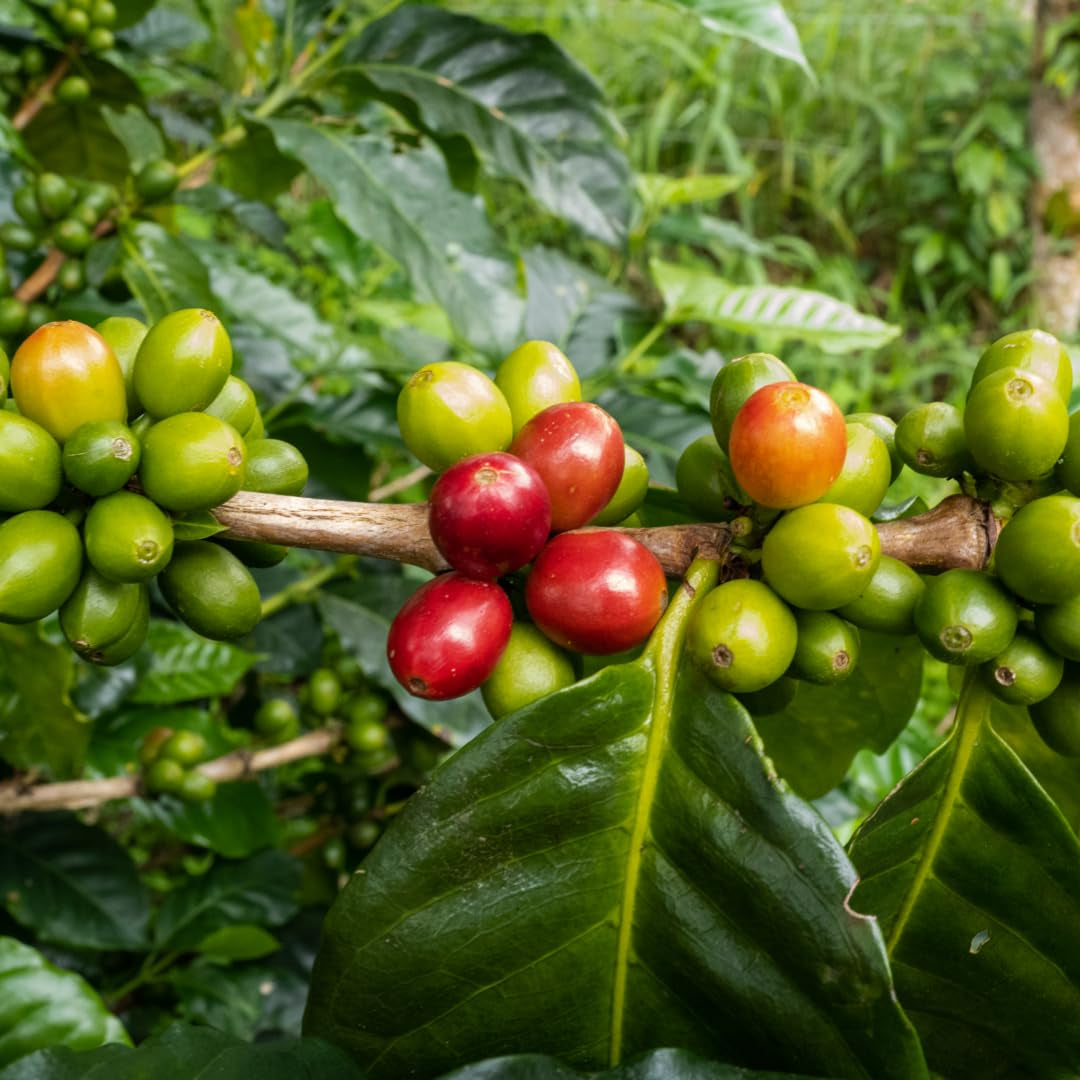 Roasters Pick Espresso Blend - 100 % Arabica, ganze Bohne - vielschichtige Röstung - frisch in Berlin geröstet - 500 g