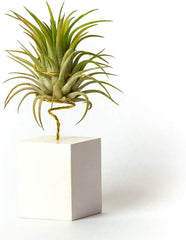 Tillandsia Ionantha Rubra IR Pflanze Ohne Erde – Tillandsien Echte Pflanzen – Zimmerpflanzen Natürlich Tillandsia Echte Pflanze Luftpflanzen (Inklusive Werkzeug) (Weiß)