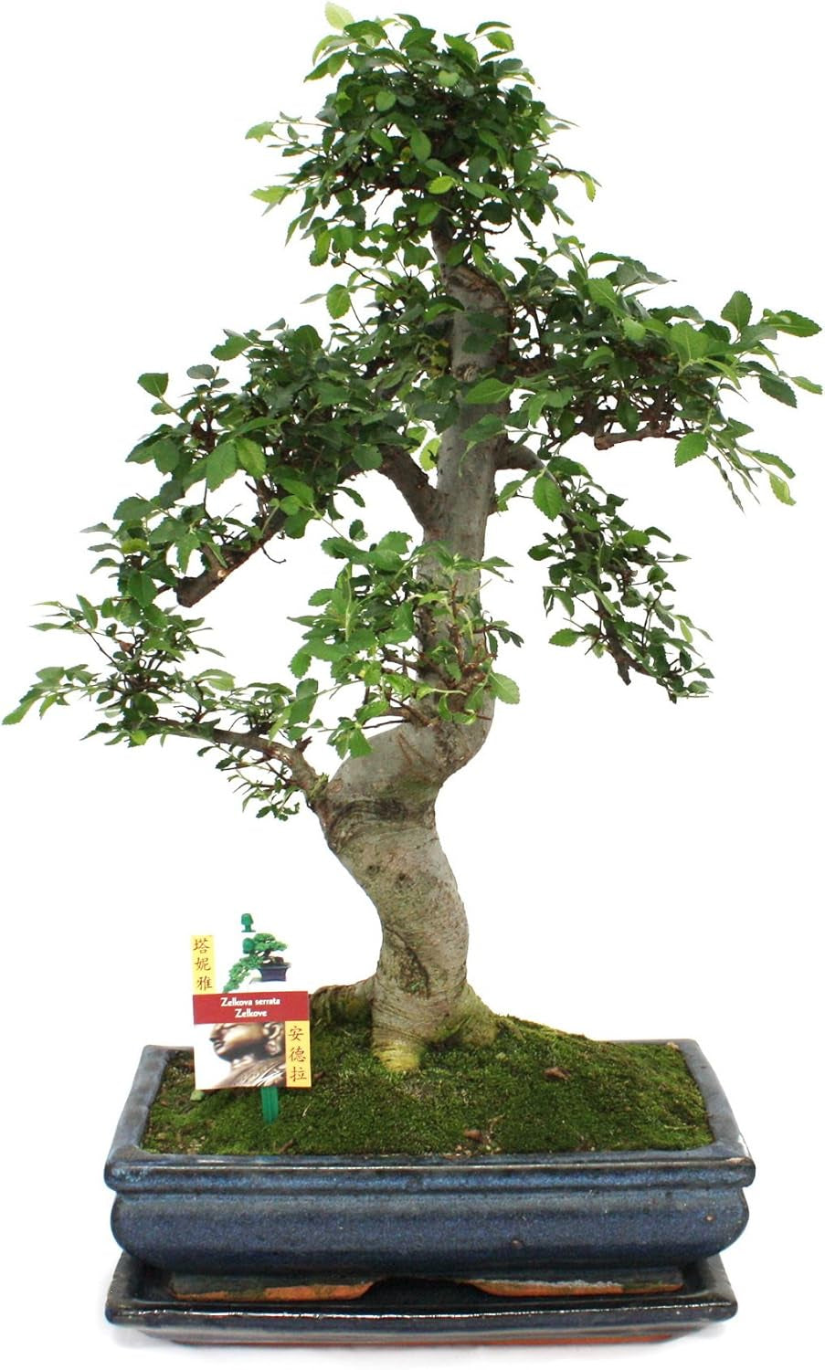 Exotenherz - Bonsai Chinesischer Feigenbaum - Ficus Retusa - Ca. 10 Jahre