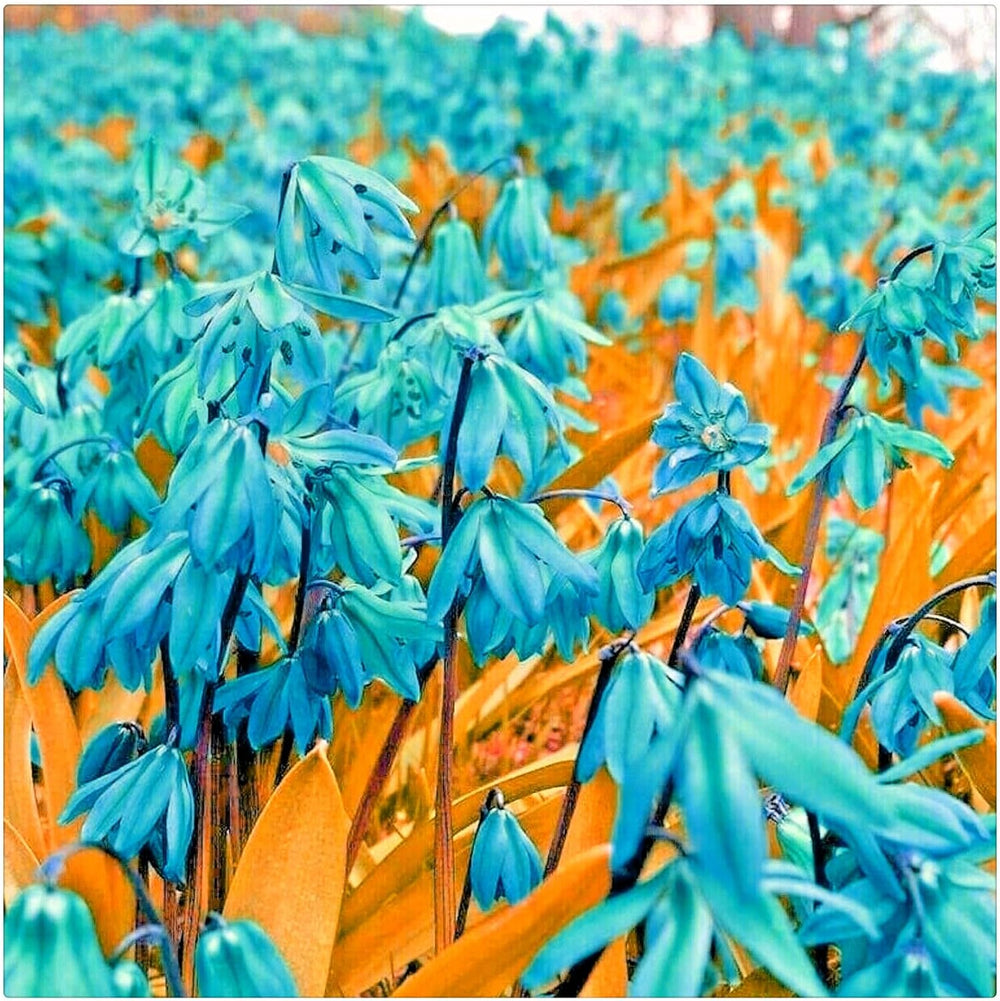 Lebende Pflanzen,Mehrjährige Blumenzwiebel ist winterhart, Winterhart pflanzen, Mysteriöse magische Glühbirne, Blumenzwiebel Mix-4 Oxalis Triangularis Blumenzwiebeln