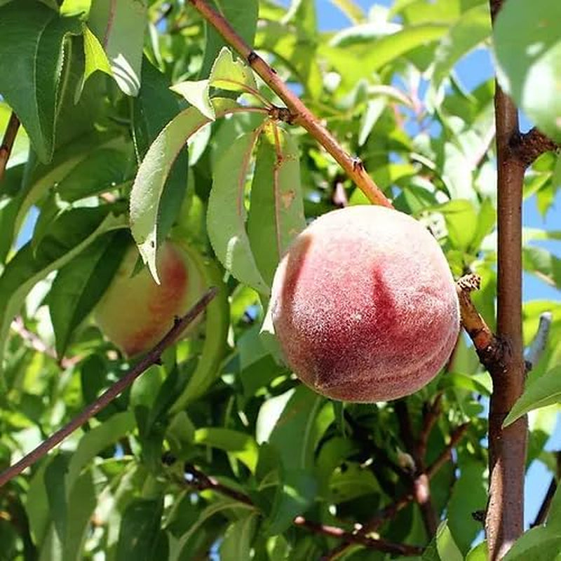 Pfirsiche Mit Gelbem Fleisch Fayette - Obstpflanze Alte Frucht Auf Blumentopf 26 Innestata Su Portainnesto - Baum Max 120 Cm - 4 Jahre Anbau Italien