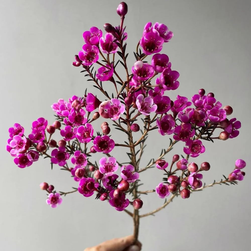 Chamelaucium Uncinatum - Balkonpflanzen Frühlingsblumen Winterharte Gartenblumen Topfpflanzen Nachhaltige Geschenke Luftreinigende Zimmerpflanzen Garten Baumsamen Bonsai Minigarten Für 300Samen