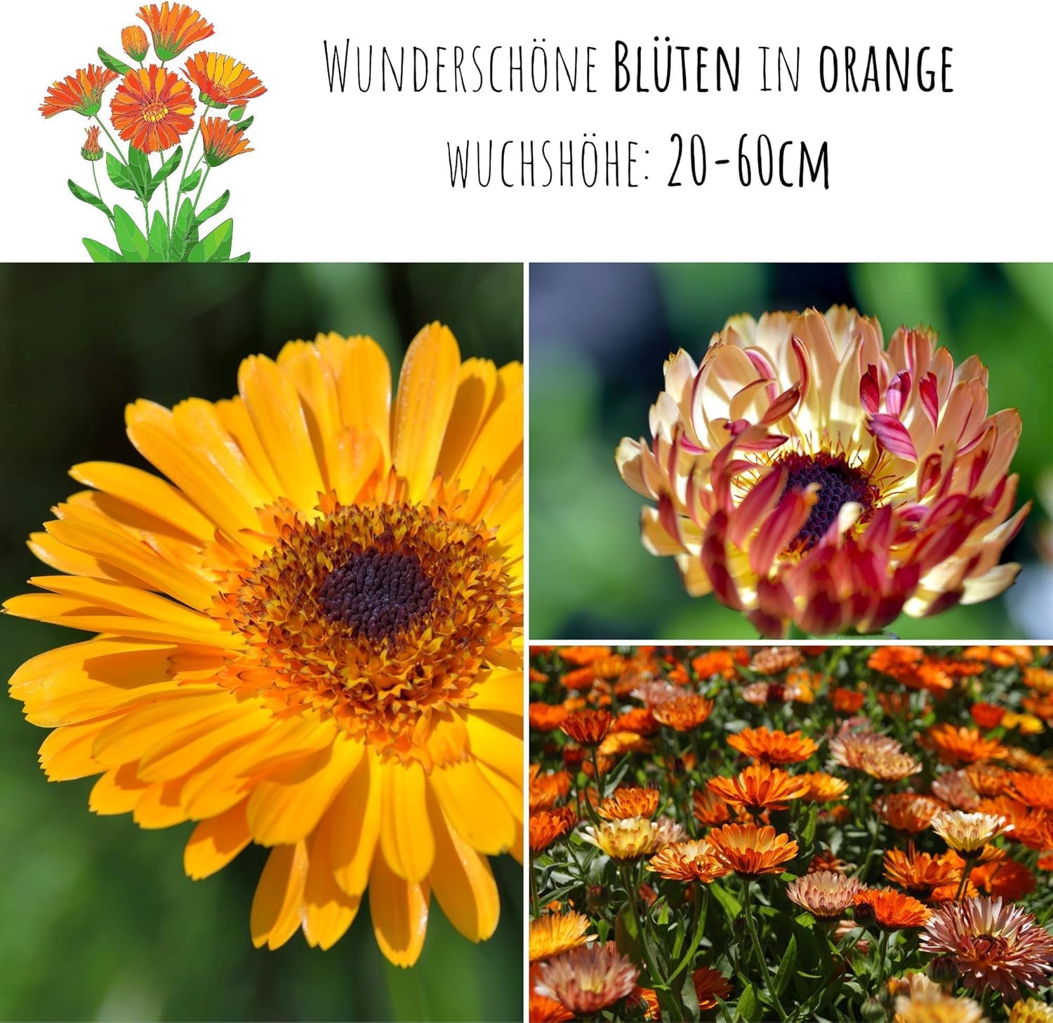 Ringelblumensamen (Calendula officinalis) – Vielseitige Heilpflanze mit essbaren Blüten und ideal für eine bunte Blumenwiese (Abendrot)