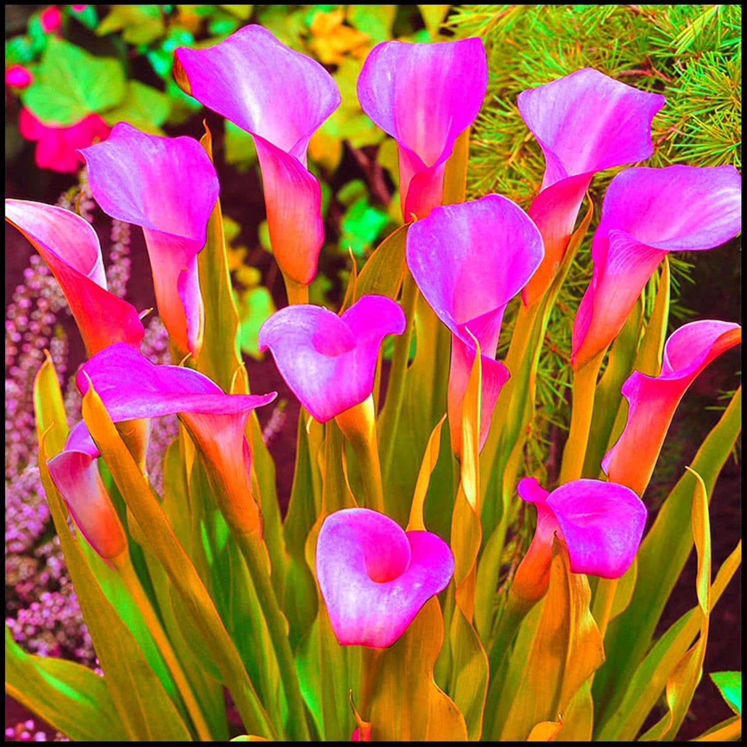 Blumenzwiebelmischung, Mystery Magic-Zwiebel, winterharte Pflanzung, winterharte mehrjährige Blumenzwiebel, winterharte Blumenzwiebeln – 3 Orchideenzwiebeln