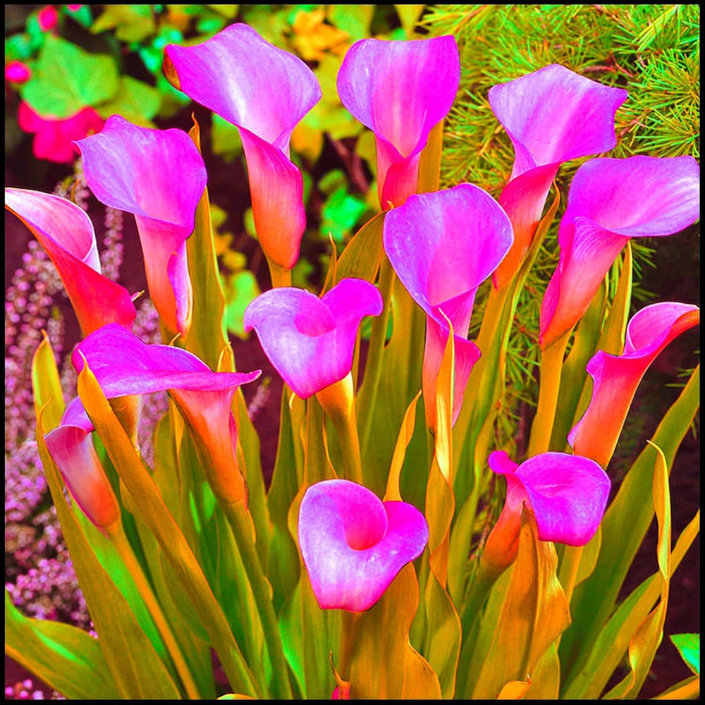 Blumenzwiebelmischung, Mystery Magic-Zwiebel, winterharte Pflanzung, winterharte mehrjährige Blumenzwiebel, winterharte Blumenzwiebeln – 3 Orchideenzwiebeln