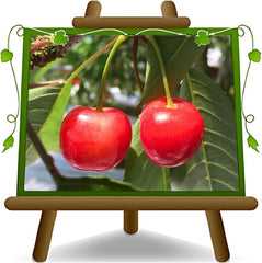 Sauerkirschbaum Visciola Di Ancona – Alte Sorte, Obstpflanze Im Topf Ø 20 Cm — Höhe 150-170 Cm, Alter: 2 Jahre — Selbstfruchtend — Italienische Baumschule