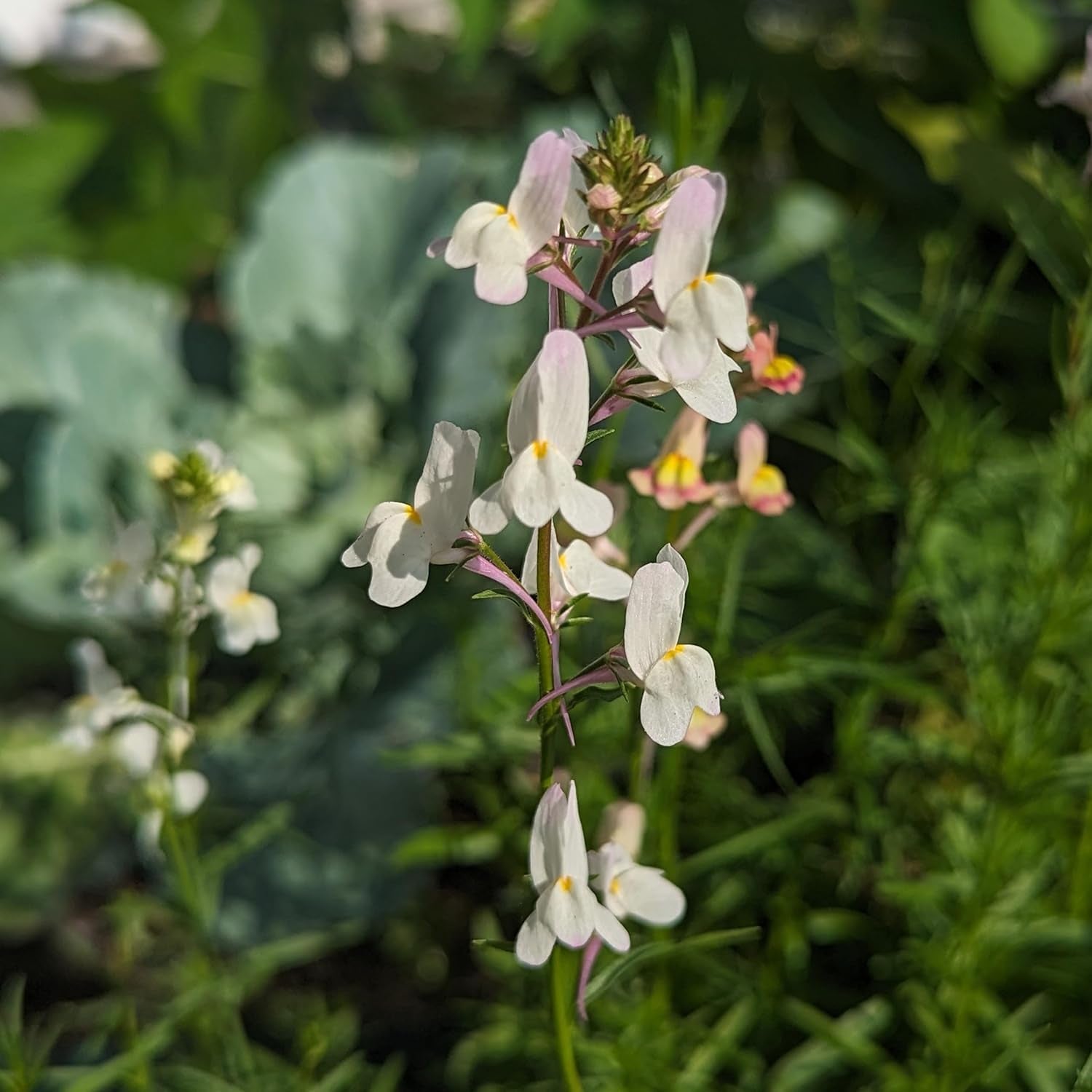 Marokkanischer Flachs (Linaria maroccana) ca. 2000 Samen der einjährigen Sommerblume, langblühende Schnittblume