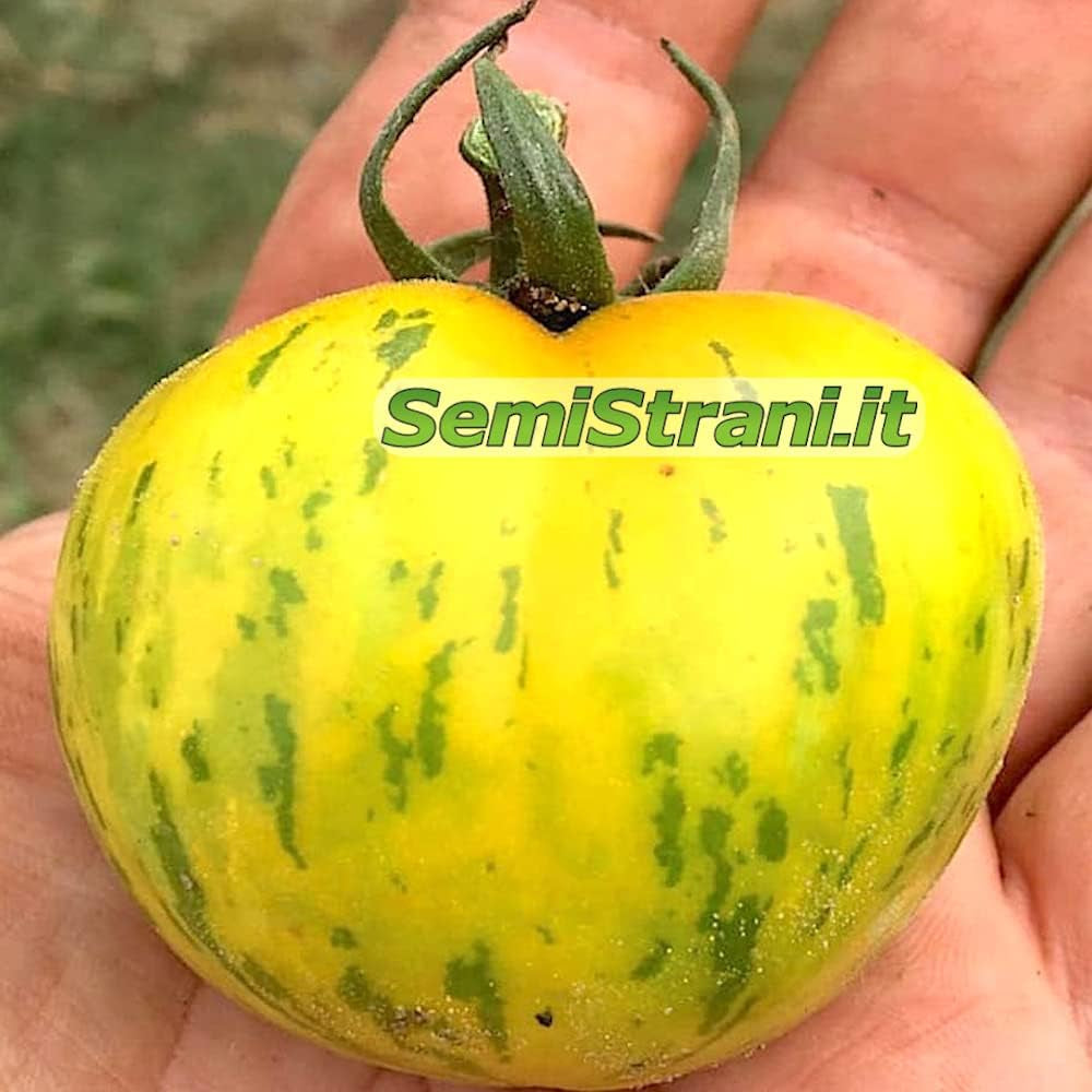 200 TOMATENSAMEN in 20 SELTENE SORTEN REICH an NÄHRSTOFFKONSTANTEN + LEITFADEN: ITALIENISCHE RIESENTOMATE, KRIMSCHWARZ, GRÜNES ZEBRA, INDIGO ROSE, CHEROKEE PURPLE, ROMA, SAN MARZANO Usw