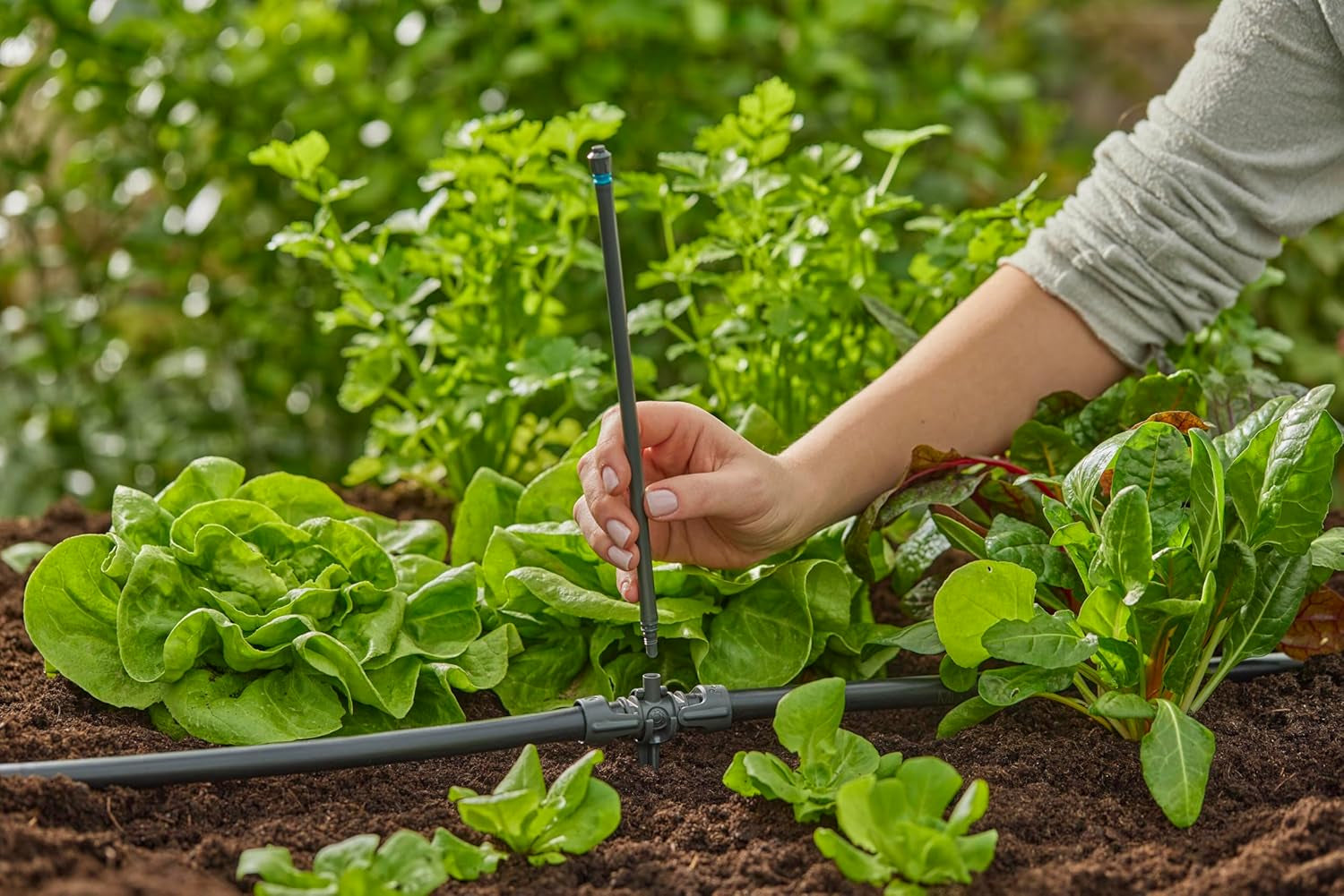 Piesă în T Gardena Micro-Drip-System pentru duze de pulverizare: Conectare între țevi de 13 mm și o duză de pulverizare, udare automată a plantelor, tehnologie de conectare rapidă și ușoară, reutilizabilă (13206-20)