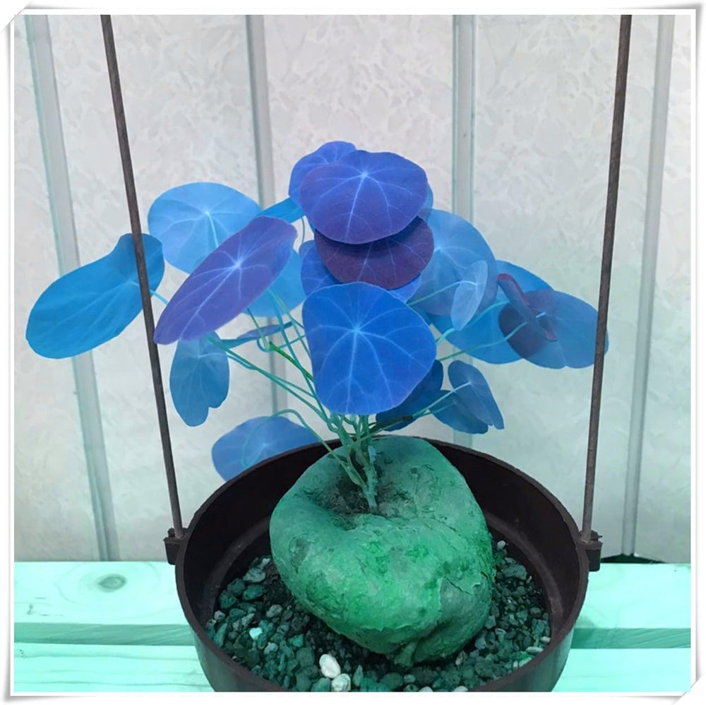 Lebende Pflanzen,Mehrjährige Blumenzwiebel ist winterhart, Winterhart pflanzen, Mysteriöse magische Glühbirne, Blumenzwiebel Mix-4 Oxalis Triangularis Blumenzwiebeln