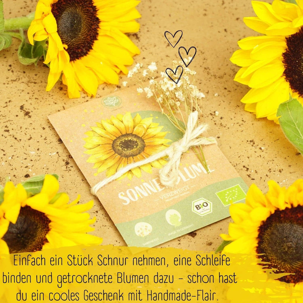 Bio-Sonnenblumenkerne, verzweigt, 20 Sonnenblumenkerne mit hoher Keimrate, Sonnenblumenkerne für den Garten, Balkon, Blumenbeet oder Gastgeschenk. Frei bestäubte Blumensamen.