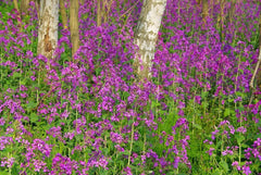 25 Samen für Papes – uralte Gartenblühpflanze – reproduzierbare Samen für Landwirte, halbwild