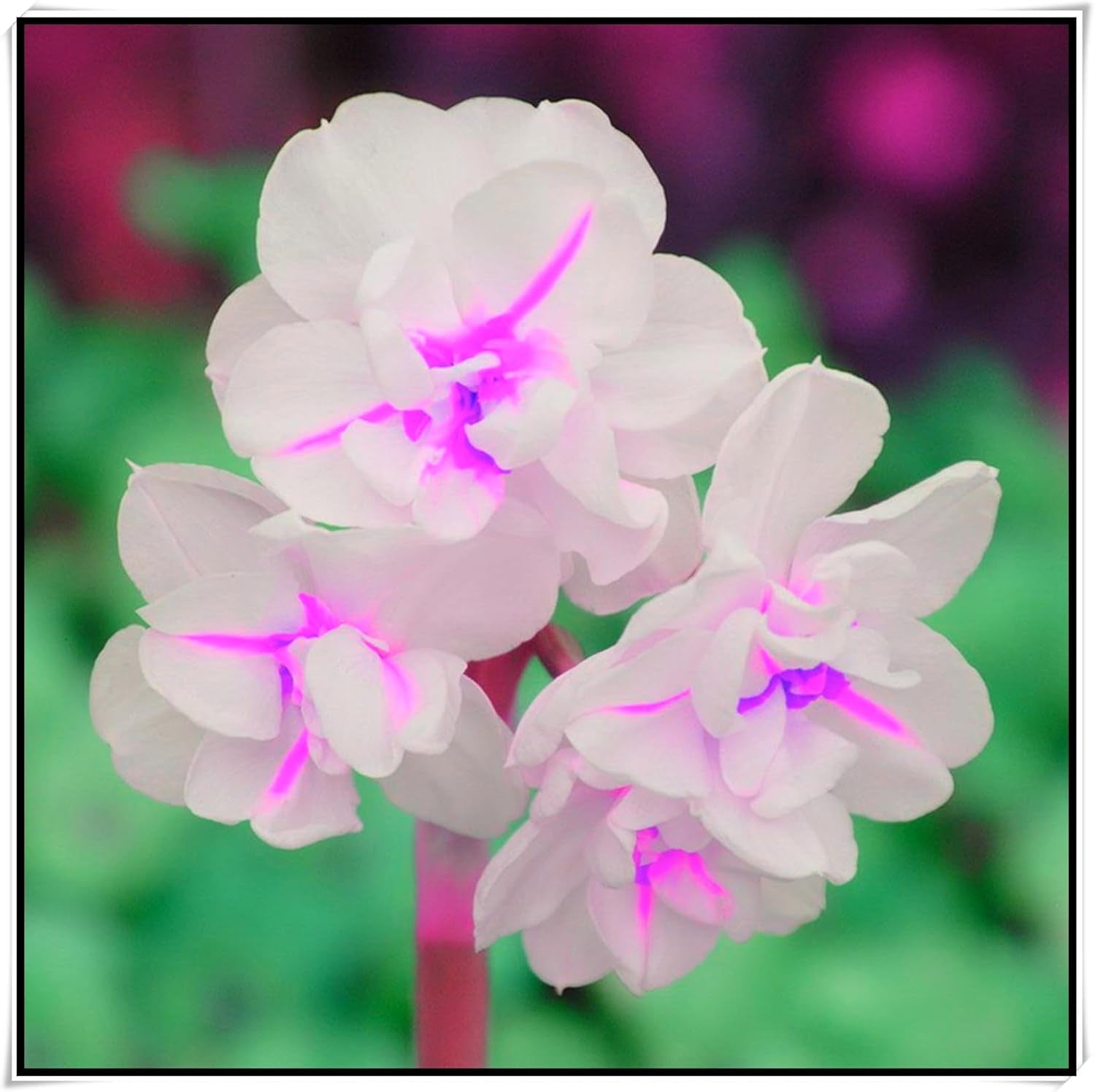 Blumenzwiebelmischung, Mystery Magic-Zwiebel, winterharte Pflanzung, winterharte mehrjährige Blumenzwiebel, winterharte Blumenzwiebeln – 3 Orchideenzwiebeln