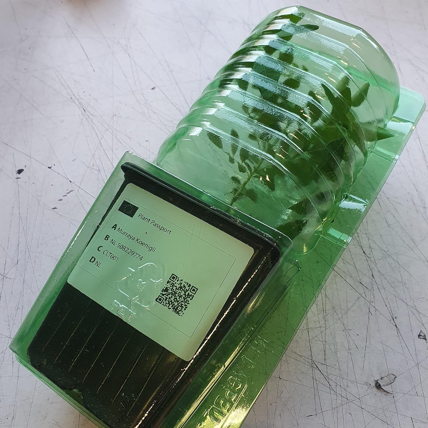 1 Curryblatt Baum | Murraya Koenigii | Aus Samen gezogen | Selten in der EU | Indische & srilankische Zimmerpflanze | 10-15cm Höhe im 7cm Topf | Currypflanzen | Bergera Koenigii