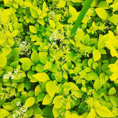 Immergrüner Liguster Immergrüner Heckenpflanzen Ligustrum Lucidum Büropflanzen Immergrüne Seltene Gartendeko Für Draußen Minigarten Hochbeet Zimmerbonsai Gartenblumen Sträucher 350Samen