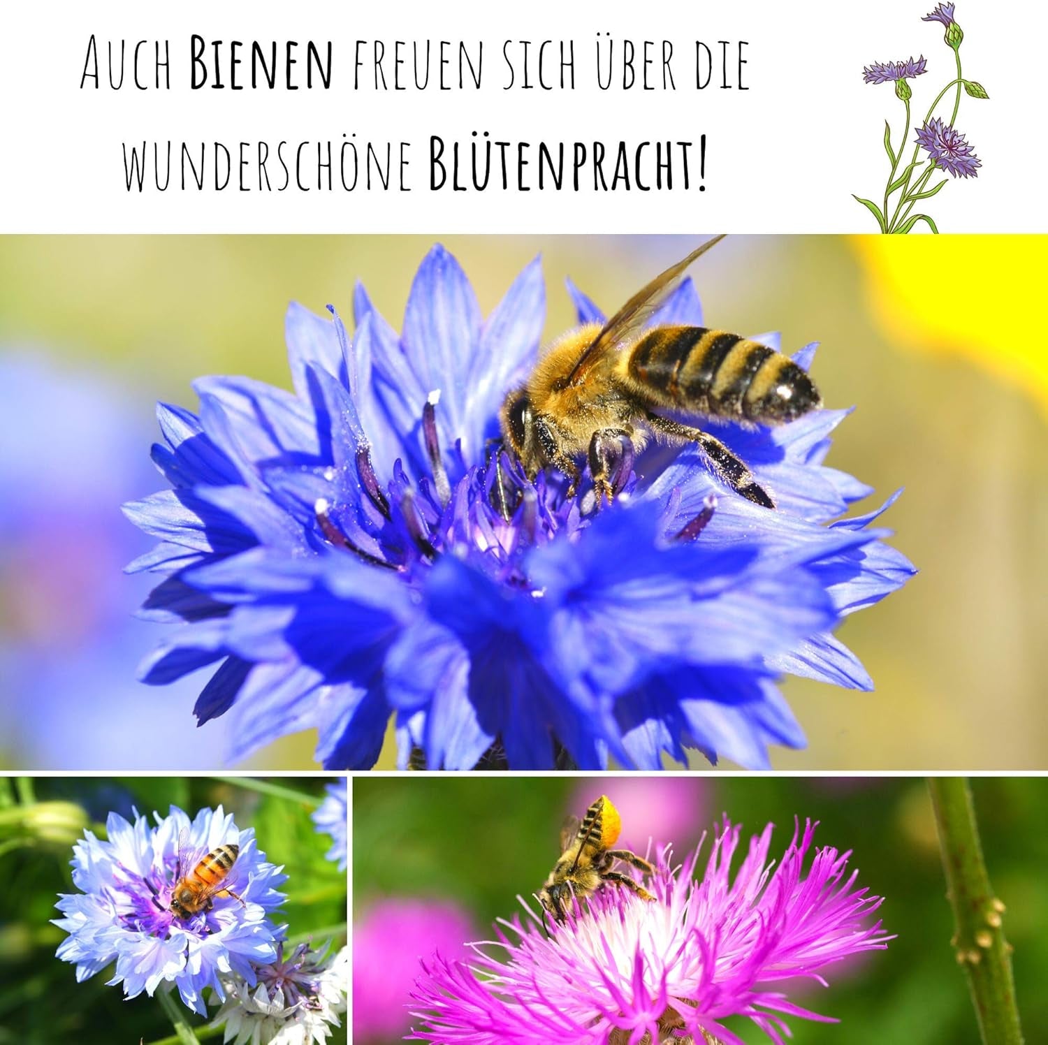 Centaurea cyanus Samen – Wunderschöne und lebendige Blüten mit langer Blütezeit für eine bunte Blumenwiese (Mischung, 1000 Samen, 80 cm)