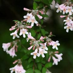Perlmuttstrauch - Steingarten Winterhart Bodendecker Mehrjährig Gartendeko Für Draußen 50Samen