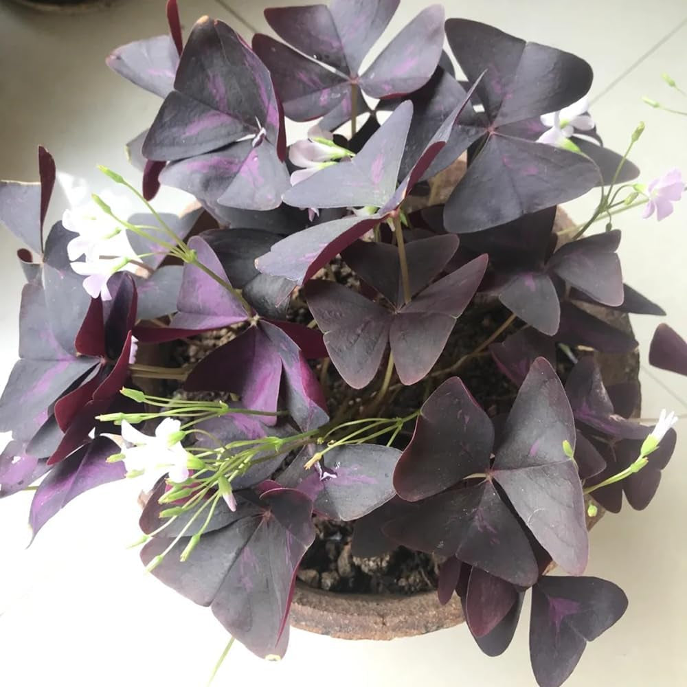 Oxalis Triangularis - Gartendeko Für Draußen Bodendecker Winterhart Balkon Mehrjährig 12Zwiebeln