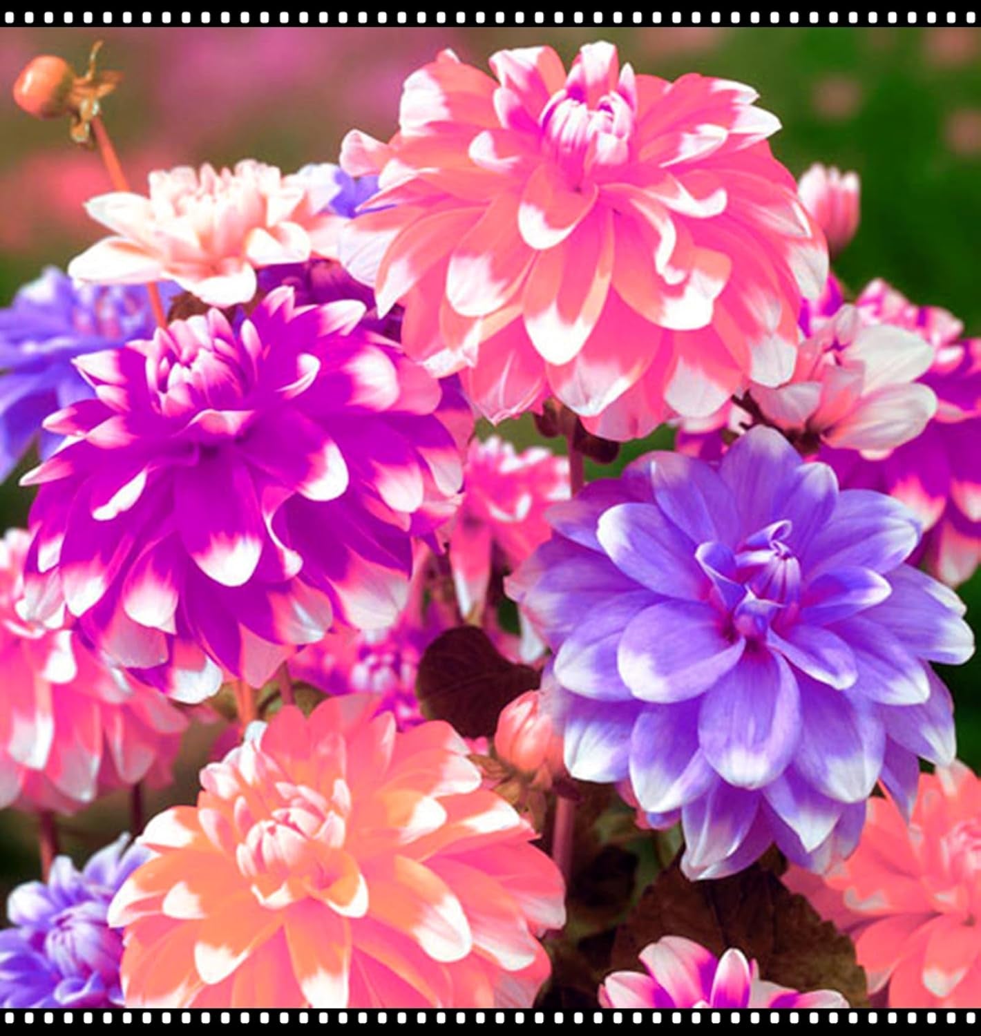 Blumenzwiebelmischung, Mystery Magic-Zwiebel, winterharte Pflanzung, winterharte mehrjährige Blumenzwiebel, winterharte Blumenzwiebeln – 3 Orchideenzwiebeln