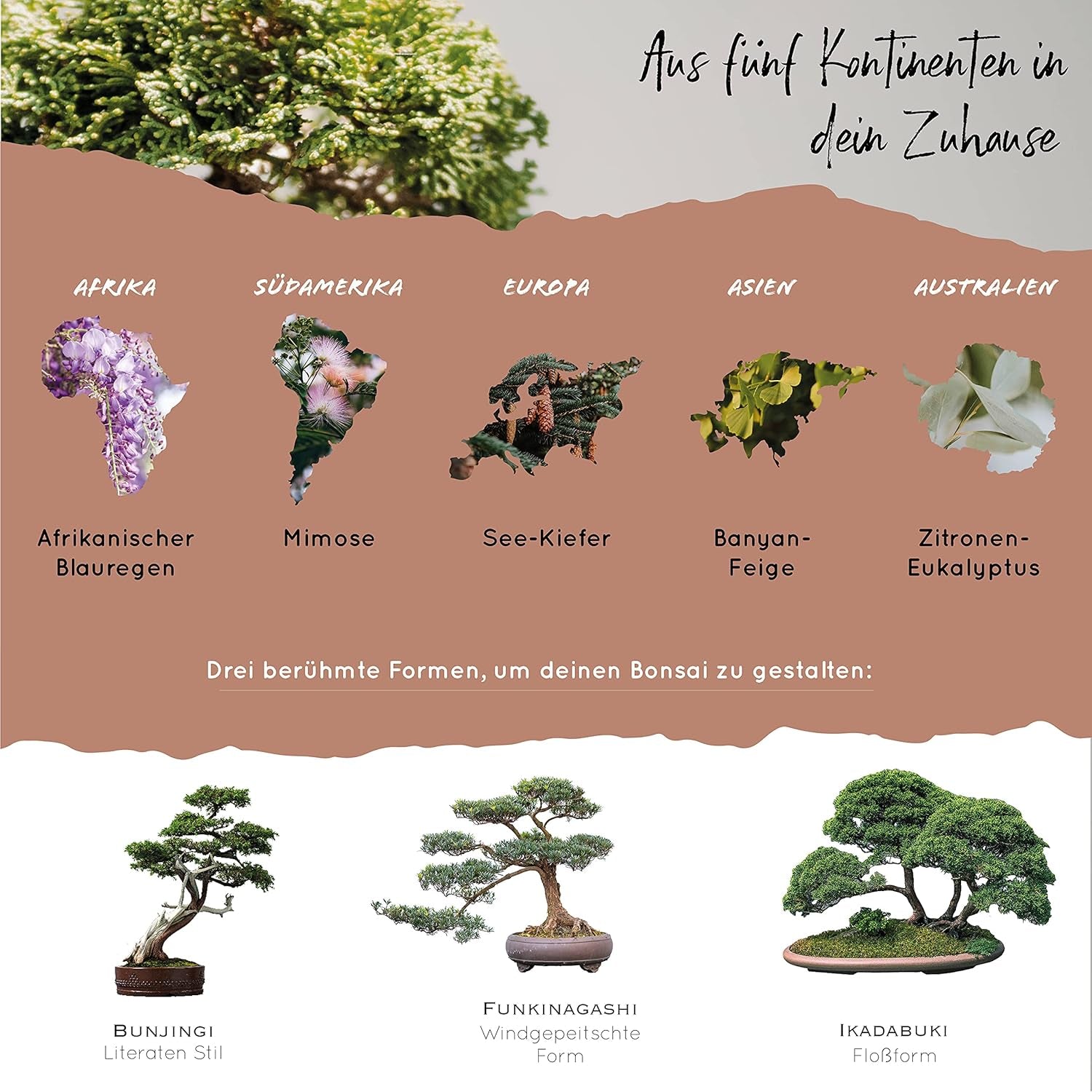 10 Bonsai-Samen aus 5 Kontinenten | Exotische Baumsamen für Ihren einzigartigen Bonsai | Starter-Kit und Pflanzenliebhaber | Unser Bonsai-Set als besondere Geschenkidee