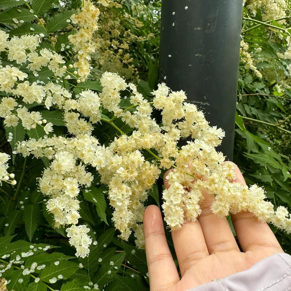 Sorbaria Sorbifolia, Fiederspiere, Blühende Sträucher Winterhart Winterharte Für Garten Exotische Blumensamen 200Samen