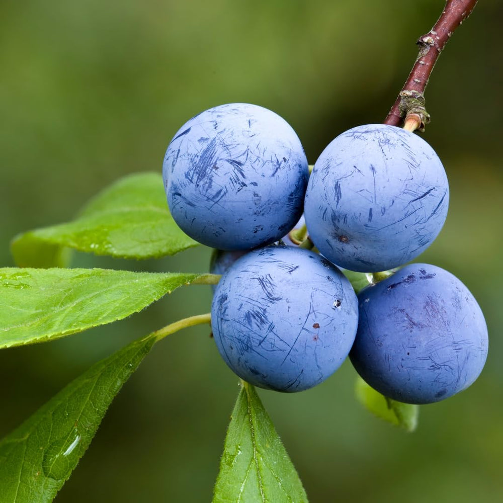 Dornener Prunus Oder Dorniger Pflaumenbaum, Obstpflanze Im 24Cm Cm Topf, Höhe 120-150 Cm