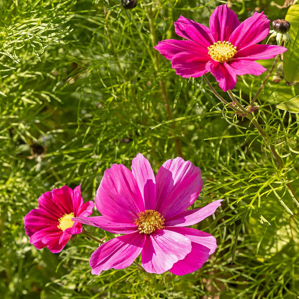 Cosmos-Samen (gefleckt): Premium-Cosmos-Samen für 100 blühende Cosmos-Pflanzen – Essbare Blumensamen – Bunte Blumensamen – Wildblumensamen von OwnGrown