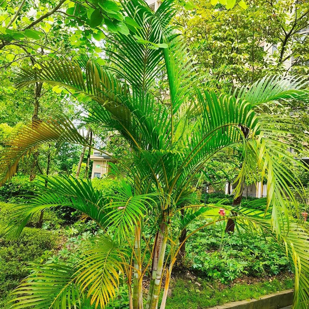 Goldfruchtpalme, Immergrüne Winterhart Dypsis Lutescens, Pflanzensamen Indoor Zimmerpflanzen Topfpflanze Grünpflanzen 250Samen